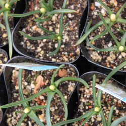 お得価格！1pot）ムスカリ　ボトリアイデスアルバム　真っ白なムスカリです　2球植え 2枚目の画像