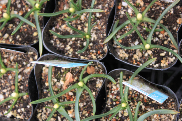 お得価格！1pot）ムスカリ　ボトリアイデスアルバム　真っ白なムスカリです　2球植え 2枚目の画像