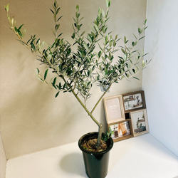 ［現品］5番　創樹　オリーブ　マンザニロ　5号　観葉植物　ベランダ　SOUJU  玄関　屋外　オリーブの木　おしゃれ 2枚目の画像