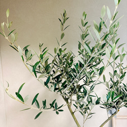 ［現品］5番　創樹　オリーブ　マンザニロ　5号　観葉植物　ベランダ　SOUJU  玄関　屋外　オリーブの木　おしゃれ 6枚目の画像