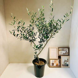 ［現品］5番　創樹　オリーブ　マンザニロ　5号　観葉植物　ベランダ　SOUJU  玄関　屋外　オリーブの木　おしゃれ 8枚目の画像