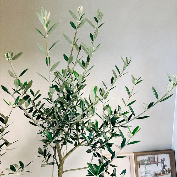 ［現品］6番　創樹　オリーブ　マンザニロ　5号　観葉植物　ベランダ　SOUJU  玄関　屋外　オリーブの木　おしゃれ 7枚目の画像