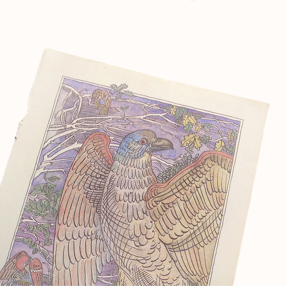 猛禽類 たくましい鳥 リトアニア洋書 カルトン 戯画 イラスト図版 ヴィンテージペーパー 2002－4 2枚目の画像