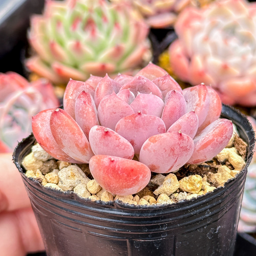 大人気 多肉植物 エケベリア ピンクジェニー 超美苗 レア種 多肉植物