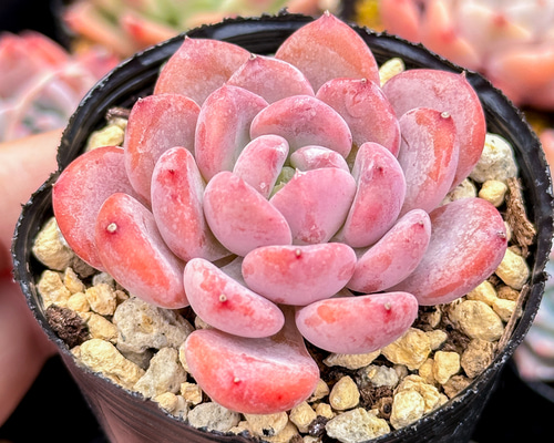 大人気 多肉植物 エケベリア ピンクジェニー 超美苗 レア種 多肉植物