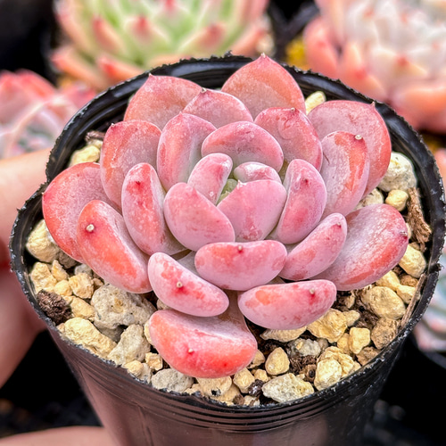 多肉植物　綴化セット　ピンクジェニー 大人気 多肉植物 エケベリア ピンクジェニー 超美苗 レア種 多肉植物