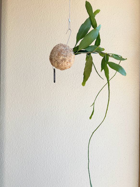 想いを運ぶ！空飛ぶ植物 ☆彡 苔玉ハンギンググリーン  エピフィルム・プミラム（姫月下美人） 2枚目の画像