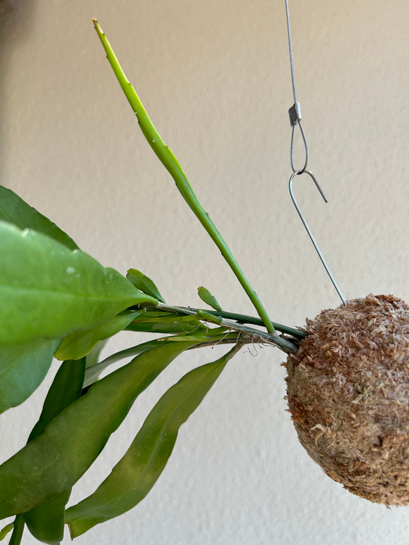 想いを運ぶ！空飛ぶ植物 ☆彡 苔玉ハンギンググリーン  エピフィルム・プミラム（姫月下美人） 3枚目の画像