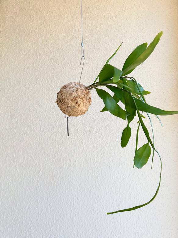 想いを運ぶ！空飛ぶ植物 ☆彡 苔玉ハンギンググリーン  エピフィルム・プミラム（姫月下美人） 1枚目の画像