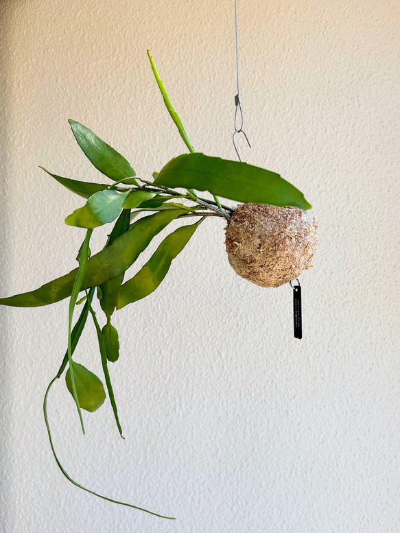 想いを運ぶ！空飛ぶ植物 ☆彡 苔玉ハンギンググリーン  エピフィルム・プミラム（姫月下美人） 2枚目の画像