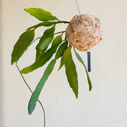 想いを運ぶ！空飛ぶ植物 ☆彡 苔玉ハンギンググリーン  エピフィルム・プミラム（姫月下美人） 1枚目の画像