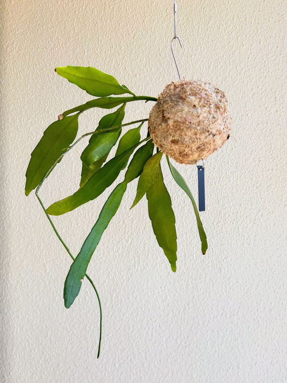 想いを運ぶ！空飛ぶ植物 ☆彡 苔玉ハンギンググリーン  エピフィルム・プミラム（姫月下美人） 1枚目の画像