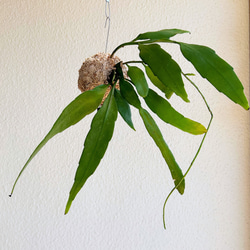 想いを運ぶ！空飛ぶ植物 ☆彡 苔玉ハンギンググリーン  エピフィルム・プミラム（姫月下美人） 2枚目の画像