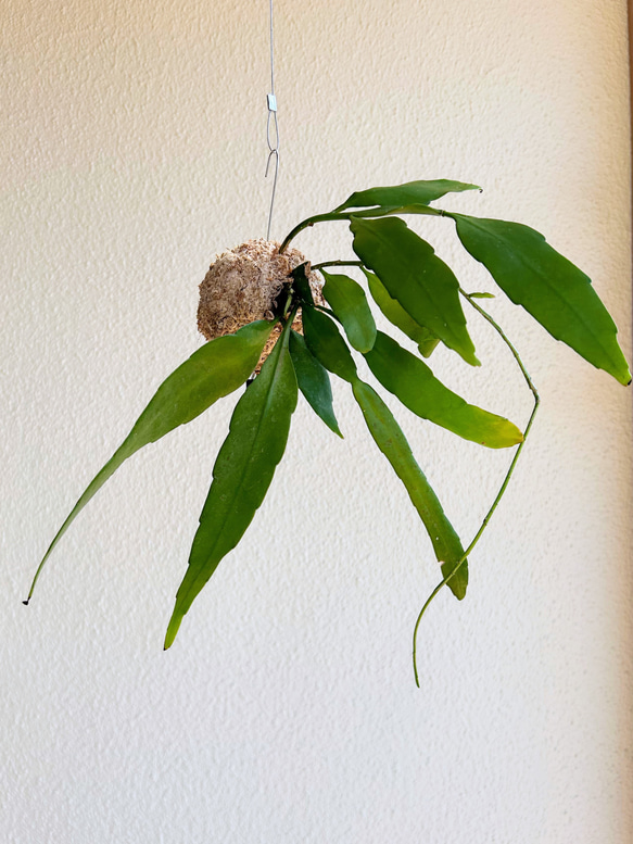 想いを運ぶ！空飛ぶ植物 ☆彡 苔玉ハンギンググリーン  エピフィルム・プミラム（姫月下美人） 2枚目の画像