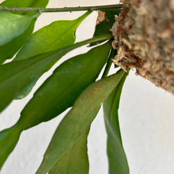 想いを運ぶ！空飛ぶ植物 ☆彡 苔玉ハンギンググリーン  エピフィルム・プミラム（姫月下美人） 3枚目の画像