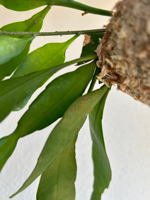 想いを運ぶ！空飛ぶ植物 ☆彡 苔玉ハンギンググリーン  エピフィルム・プミラム（姫月下美人） 3枚目の画像