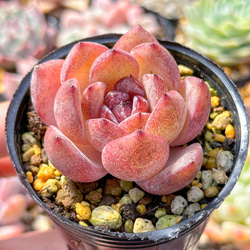 ぴ*け様 A-QS1007-2 ブルーベリー 抜き苗 35株 多肉植物 エケベリ ぴ