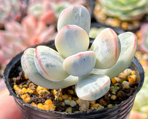 12bb4c39c5c9e29170b2509c4e0285