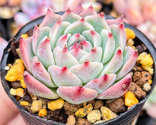 大人気 多肉植物 エケベリア チワワエンシス 超美苗 レア種 多肉植物