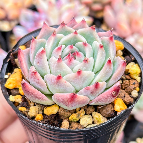 大人気 多肉植物 エケベリア チワワエンシス 超美苗 レア種 多肉植物