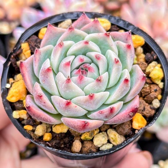 大人気 多肉植物 エケベリア チワワエンシス  超美苗 レア種 2枚目の画像