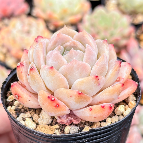 i323多肉植物 超多品種 可愛い多肉 2-3.5cm美苗 ぽい 128苗1