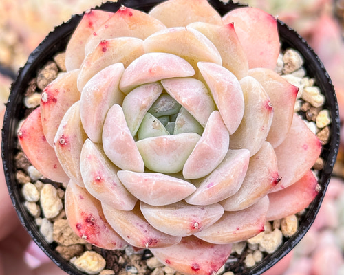 大人気 多肉植物 エケベリア 花蓉 超美苗 レア種 多肉植物 大人気 多肉植物 エケベリア 花蓉 超美苗 レア種 多肉植物