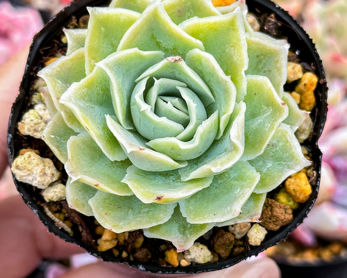シムランス×ジョセリン 実生苗 多肉植物 エケベリア 選抜前ST交配 エケベリア シムランス アセンシオンxラウイ 実生苗
