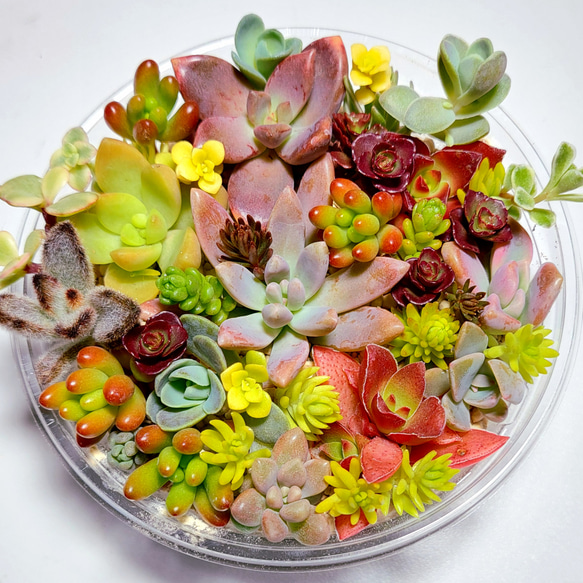 【2025年】エレガントファッションを上品に着 多肉植物 カット苗 大小盛り合わせセット 多肉植物 多肉屋あお エケベリア・セダム