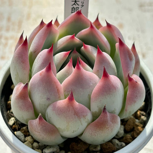 人気品種!☆桃太郎 多肉植物 自家栽培 国産 多肉植物 美 人気品種!☆桃太郎 多肉植物 自家栽培 国産 多肉植物 美