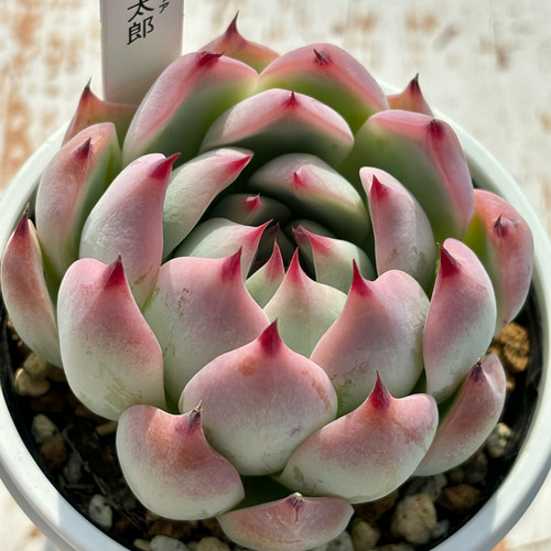 人気品種！☆桃太郎 多肉植物 自家栽培 国産 多肉植物 美✴︎taniku