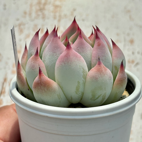 人気品種！☆桃太郎 多肉植物 自家栽培 国産 多肉植物 美✴︎taniku