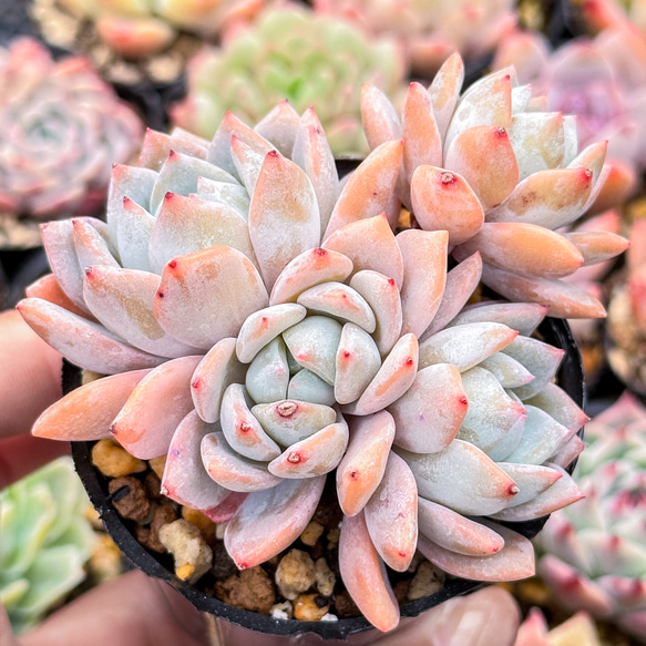 大人気 多肉植物 エケベリア 雪の夢 群生  超美苗 レア種 1枚目の画像