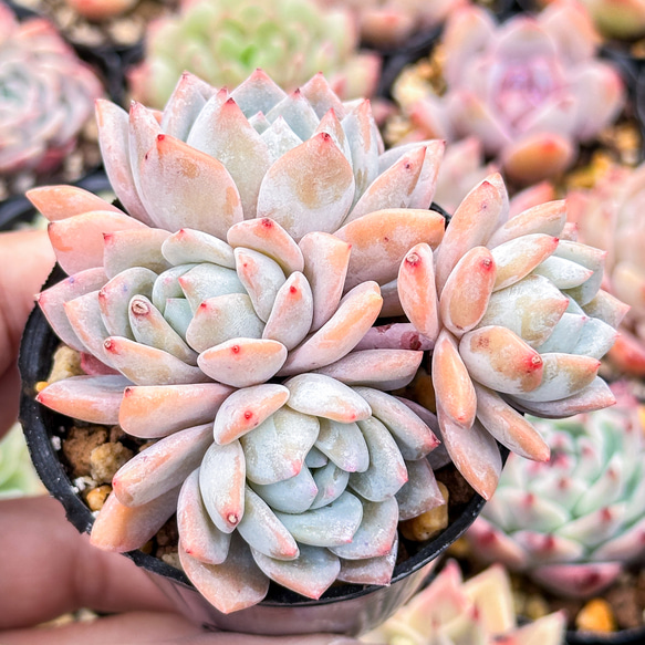 大人気 多肉植物 エケベリア 雪の夢 群生  超美苗 レア種 2枚目の画像