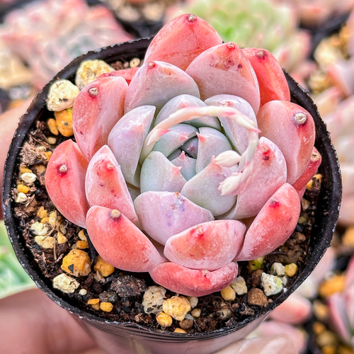 No.93 ❁マルガン×アルバビューティー ❁ 抜き苗 多肉植物 寄せ植え 595現物 多肉植物 アルバビューティー 抜き苗 | るる農園~多肉