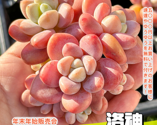 015036687af83c2c522ce1f1e40562