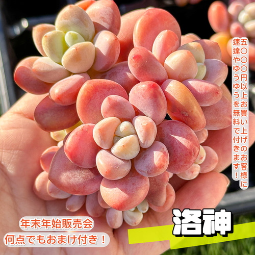 年末年始販売会 大人気 多肉植物 エケベリア 洛神 群生 超美苗 レア種