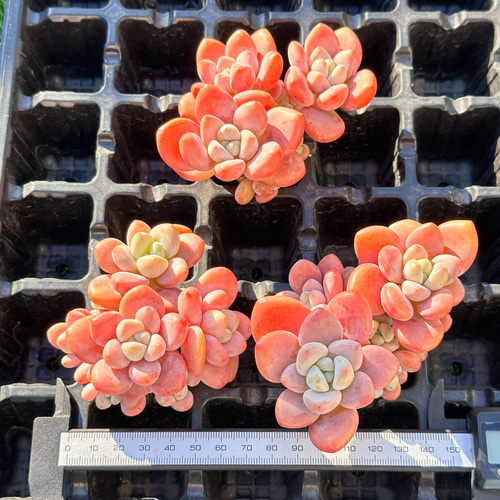 年末年始販売会 大人気 多肉植物 エケベリア 洛神 群生 超美苗 レア種