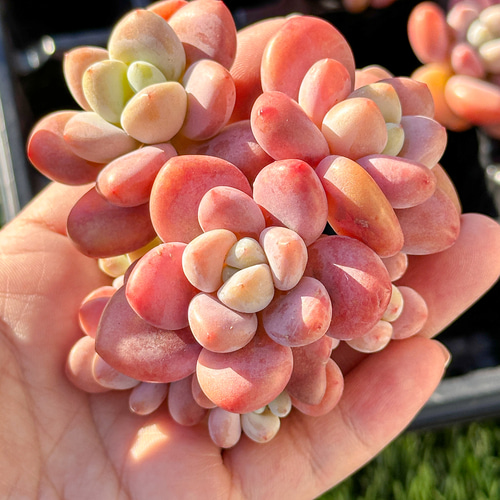 99 #多肉植物アエオニウム錦❤️ 洛神❤️12頭24cm拔き苗！ 鳳凰法師錦 アエオニウム | RuPo 多肉植物専門店