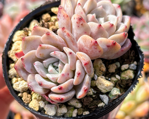 多肉植物 キャンディグレープ錦♡抜き苗 多肉植物 キャンディグレープ錦♡抜き苗 多肉植物 キャンディ