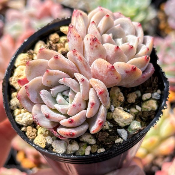 大人気 多肉植物 エケベリア キャンディクレヨン 超美苗 レア種 多肉