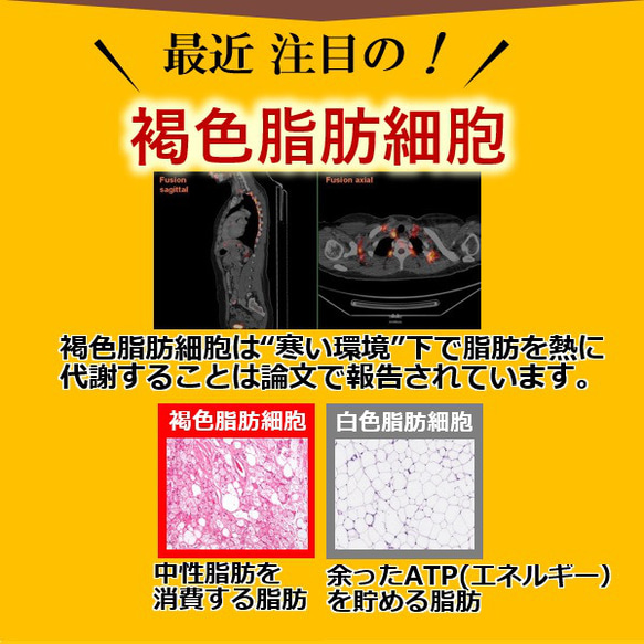 機能性サプリより優れた痩せる効果で中性脂肪を減らすダイエット方法は？自律神経体温調節とコラボする魔法の「背中クールタイ」 6枚目の画像