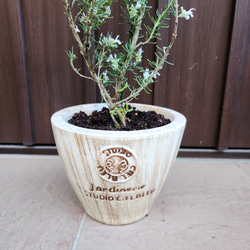 清楚な白花　守護と浄化のハーブ§ローズマリー　木目調テラコッタ鉢植え　苗　 2枚目の画像