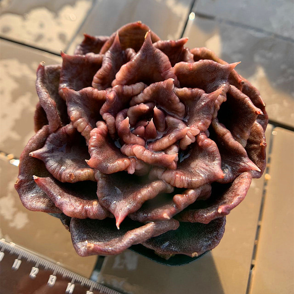 19#多肉植物アエオニウム❤️ブラックマジック❤️25頭17cm 拔き苗 園芸ネット本店｜アエオニウム：ブラックマジック錦 3.5号ポット の