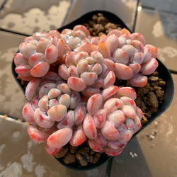 農園直売 多肉植物 寄せ植え アエオニウム属 白鳳錦 （群）観葉植物