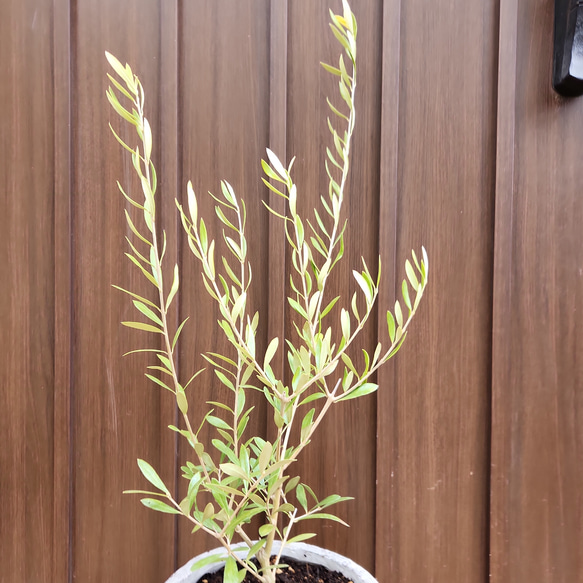オリーブの木　エルグレコ　デザインテラコッタ鉢植え　苗　シンボルツリー 4枚目の画像