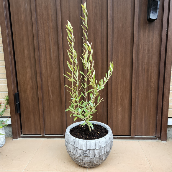 大人気新品 オリーブの木 エルグレコ 苗 デザインテラコッタ鉢植え お洒落 常緑樹