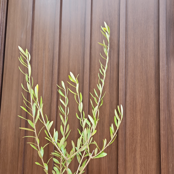 オリーブの木　エルグレコ　デザインテラコッタ鉢植え　苗　シンボルツリー 6枚目の画像