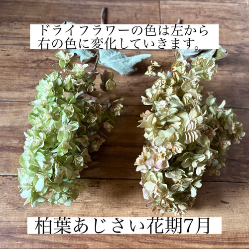 予約販売】スモークツリー 紫陽花 フラワーボール 3玉セット ドライ