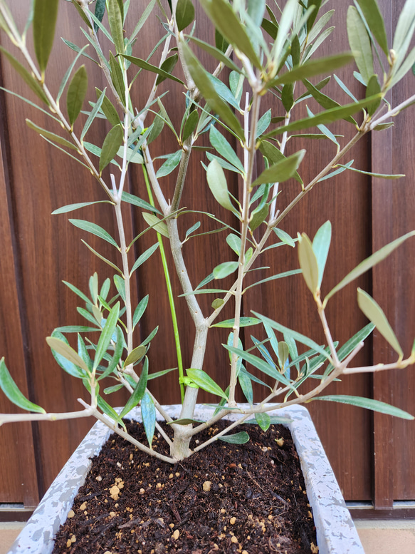 大きめ♪オリーブの木　エルグレコ　スクエア型テラコッタ鉢植え　苗　シンボルツリー 4枚目の画像